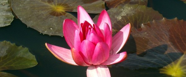 water-lily-1170362_1920 water-lily-1170362_1920